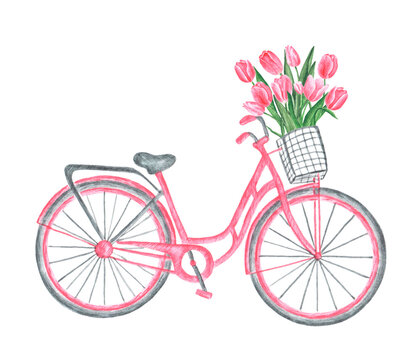 Pink bike watercolor illustration. Bicycle with a basket. Basket with pink tulips. Bicycle with flowers. Bouquet of tulips. Provence. Summer and spring print. Illustration isolated. Postcard