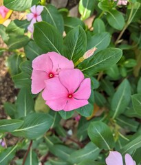 Hibiscus flower in flower garden