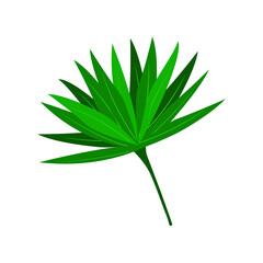 Tropical palm leaf. Isolated on a white background. Vector illustration