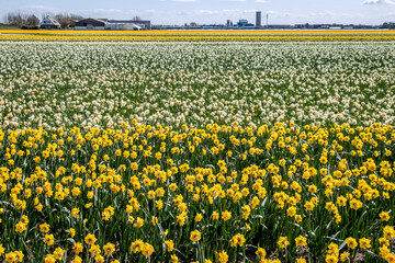 Fototapeta premium field of Narcissus