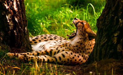 Ziewający Gepard 2 © Mirosław