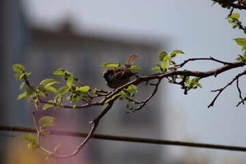 spring in the garden