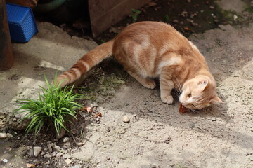 cat on the ground