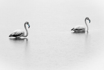 Flamencos en el lago del Saler (Valencia-España)