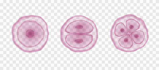 Fototapeta na wymiar Egg human cells division stages isolated on transparent background. Vector pink organism reproduction stem template. Embryo evolution pattern