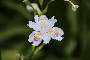 white flowers in the garden