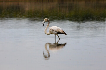 Flamencos en el lago del Saler (Valencia-España)