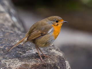 Seitenansicht eines jungen Rotkehlchens, sitzt auf einem Stein, Erithacus rubecula, Vogel des Jahres
