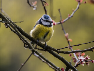 Blaumeise in natürlicher Umgebung,
Cyanistes caeruleus