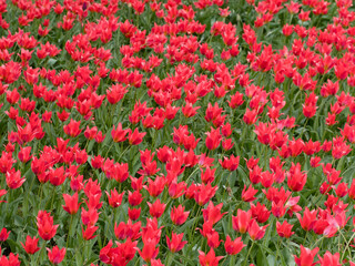 Feld voller roter Tulpen im Frühling , Tulipa