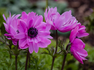 Obraz premium Nahaufnahme Blüten der Kronen-Anemone in pink, Anemone coronaria 