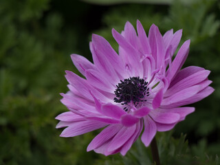 Obraz premium Nahaufnahme einer einzelnen Blüte in pink einer Kronen-Anemone