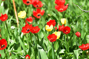 Field of tulips,floral cover of spring flowers