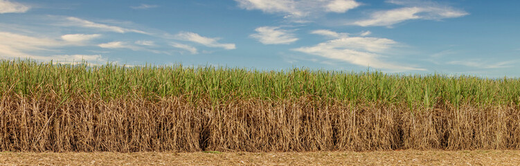 Sugarcane field with blue sky. sugarcane is a grass of poaceae family. it taste sweet and good for health