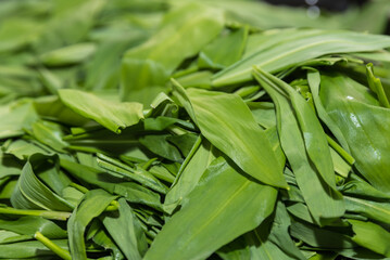 B&auml;rlauch - Heilpflanze und Wildgem&uuml;se