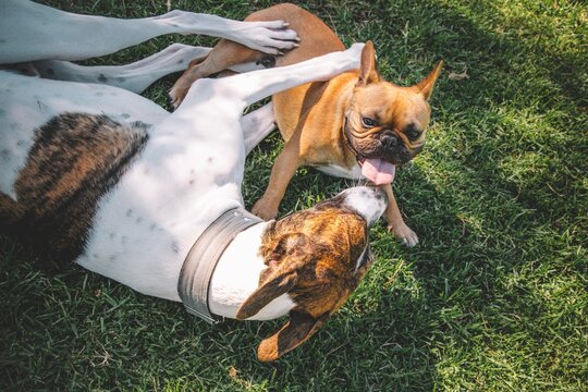 2 perros cachorros de diferentes tama&ntilde;os jugando en un parque