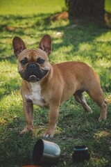 1 cachorra bulldog en la grama