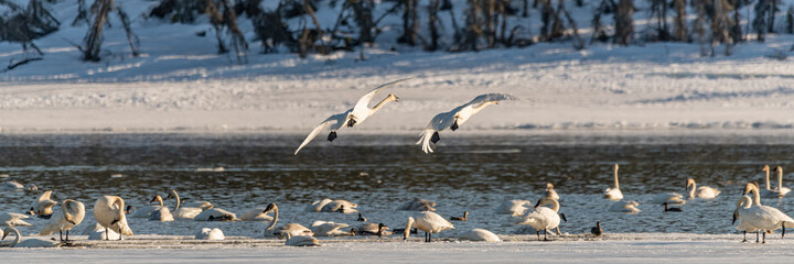 Two large trumpeter swans seen in northern Canada, flying down onto flock of more birds. Open water...