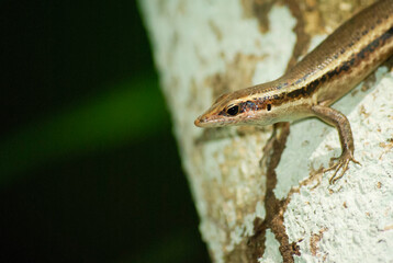 lézard