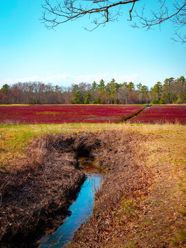 Cranberry bog with brook