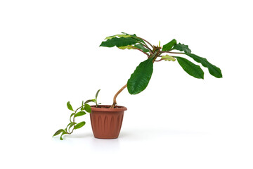 Indoor flower green in a brown pot on a white background