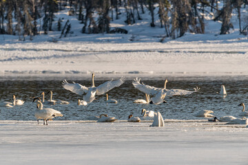Large flock of trumpeter swans seen in northern Canada during their migration to the Bering Sea for summer. Two large swan flapping, with wings spread coming down to land in the sea of birds. 