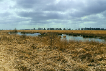 Sumpflandschaft  in Ostfriesland