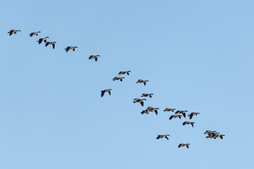 Large flock of geese seen in northern Canada during spring time. Canadian goose flocks in wildlife, natural outdoor environment. Migrating birds en route to north for summer season. 