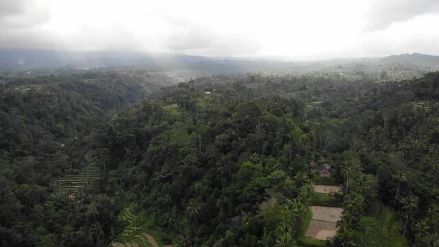 Aerial Drone View of Jungle in Bali