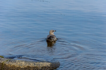 The Herring Gull, a large bird of the gull family, is widespread in Europe, Asia and North America.