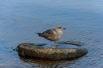The Herring Gull, a large bird of the gull family, is widespread in Europe, Asia and North America.