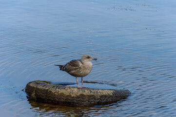 The Herring Gull, a large bird of the gull family, is widespread in Europe, Asia and North America.
