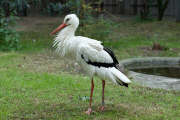 full body capture of a white stork in the garden