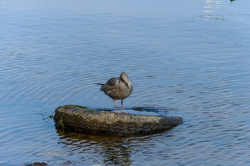The Herring Gull, a large bird of the gull family, is widespread in Europe, Asia and North America.