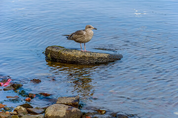 The Herring Gull, a large bird of the gull family, is widespread in Europe, Asia and North America.