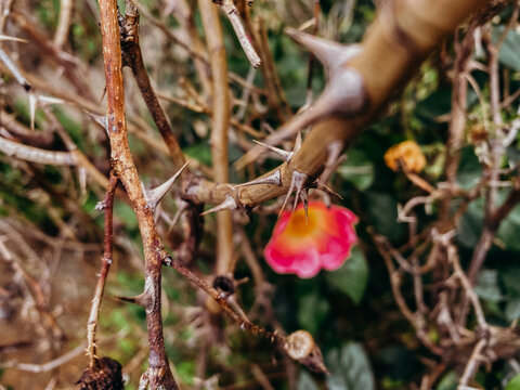 Pink flower among thicket of thorns