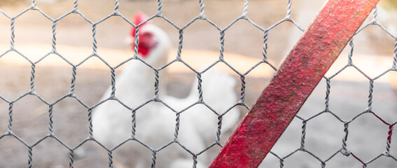 Young white chicken. Looks through the wire netting. Chicken behind a metal gray fence net on a...