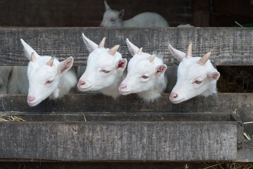 Four white cute goats in the stall