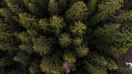 Aerial drone view of forest at evening. Green trees on mountains, view from above. Woodland. Coniferous trees.