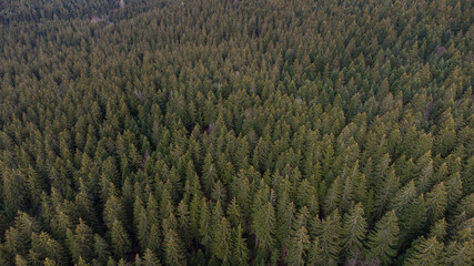 Aerial drone view of forest at evening. Green trees on mountains, view from above. Woodland. Coniferous trees.