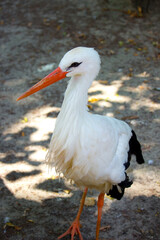 Wild white stork in the summer park