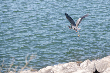 Fototapeta na wymiar Great Egret flying around blue lake.
