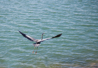 Great Egret flying around blue lake.