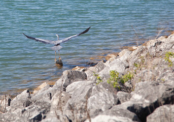 Great Egret flying around blue lake.