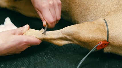 Close-up of hands shaving animal paw before cannula insertion. Examination on veterinary clinic, taking care about domestic animals. 