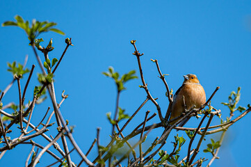 Male chaffinch bird, fringilla coelebs , perched on tree branches