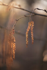 Catkins on the Branch of Alnus Glutinosa Tree (Common European Black Alder). Male Flowers in Early Spring.