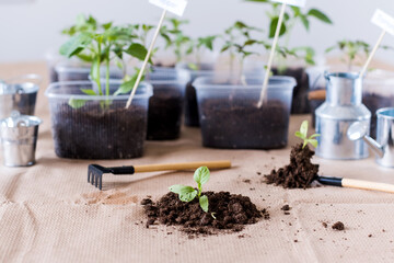 Transplanting green sprouts grown from seed, spring planting. Agriculture and home gardening concept