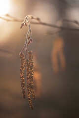 Naklejka premium Catkins on the Branch of Alnus Glutinosa Tree (Common European Black Alder). Male Flowers in Early Spring.