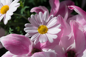 Obraz premium light pink daisies with yellow centres nestled in medium pink cyclamen petals all bathed in an ethereal light